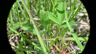 Fragaria virginiana Wild Strawberry [upl. by Oretna965]