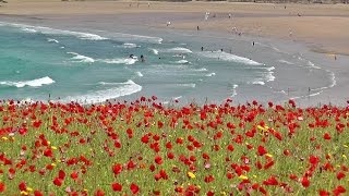 Skylark Bird Song and Nature Sounds  Birds Singing Over The Poppy Fields of Cornwall HD [upl. by Gavrielle]