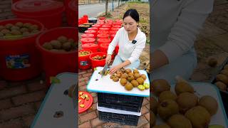 Amazing Fresh Kiwi 🥝🥝 Fruit  Why is She Cutting The Fruits amp Ruining Them shorts youtubeshorts [upl. by Karie]