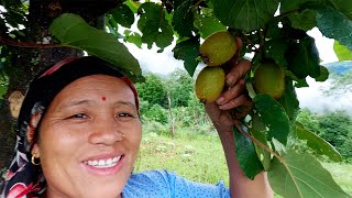 sarmila in the kiwi farm field in the village  village life of Nepal bhumicooking [upl. by Sollie180]