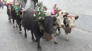 Transumanza mucche nel pomeriggio  Pont Canavese 2019 [upl. by Ramberg]