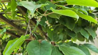 Issai and Ananasnaya hardy kiwis in full bloom Actinidia arguta [upl. by Eixid469]