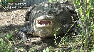 Swamp and Bayou Tours at Ragin Cajun Airboat Tours [upl. by Litton]