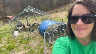 Adding Easter Egger pullets to the flock [upl. by Aihcila]