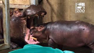 Baby Hippo Fiona  Episode 5 Family Reunion  Cincinnati Zoo [upl. by Sedgewake]