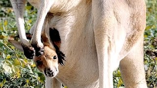 Baby Kangraroo at the Zoo 4K  St Louis Zoo  Tchaikovsky [upl. by Gregorio]