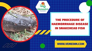 THE PROCEDURE OF HAEMORRHAGE DISEASE IN SNAKEHEAD [upl. by Ael]