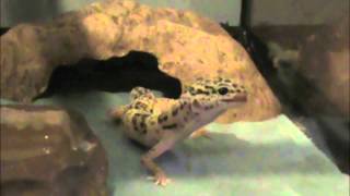 Teaching a leopard gecko to eat from a dish 109 [upl. by Schroth598]