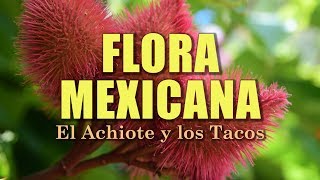 Achiote Bixa orellana  La Flora de México [upl. by Assereht]