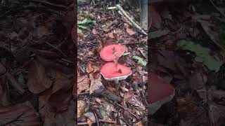 Russula rosea [upl. by Emmeram]