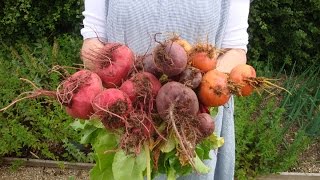 How to grow and harvest beetroot [upl. by Tod684]