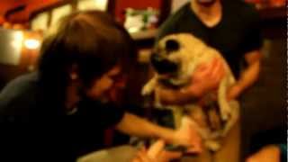 Screaming Pug Hates Nail Clippers [upl. by Lemra]