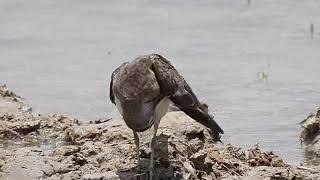 Common Sandpiper [upl. by Nies]