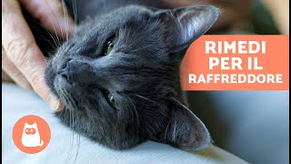 5 RIMEDI CASALINGHI contro il RAFFREDDORE nei GATTI 🐱✅ Cosa posso DARGLI [upl. by Nahtannhoj]