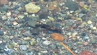 Caddisfly Larva  British Columbia [upl. by Trescott]