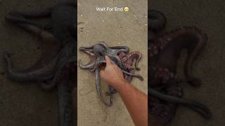 Saving 2 octopuses fighting With my bare hands 🐙 shorts [upl. by Traggat]