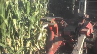 Chopping corn silage with 806 [upl. by Allanson]