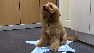 Cockapoo puppy training  11  review follow tidy mat fetch etc [upl. by Joshuah]