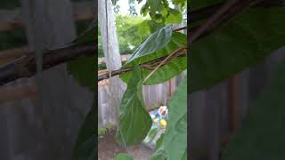 Ultra hardy kiwi vine making fruit again after grafting Actinidia Kolomikta [upl. by Nillok]