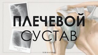 Анатомия и физиология плечевого сустава Вывих плечевого сустава [upl. by Aridatha137]