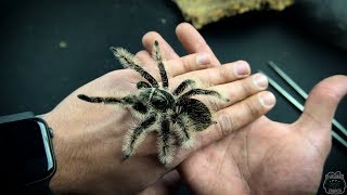 Brachypelma albopilosum nicaragua NAJŁAGODNIEJSZY i najbardziej PLUSZOWY ptasznik ŚWIATA [upl. by Tomasz]