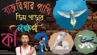 বাজিগার পাখি ডিম পাড়ার লক্ষন এবং করণীয়। bajrigar pakhi dim parar lokkhon o koronio [upl. by Consolata]