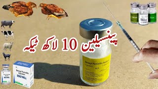 Penicillin injection for Chickens Small and Large Animals  DrARSHAD [upl. by Suivatnod]