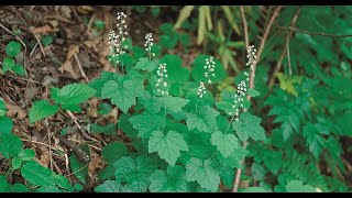 A0216 헐떡이풀 학명 Tiarella polyphylla 영어명 Foam flower 약효 거어 천식 청력장애 타박상 활혈 [upl. by Sperry381]