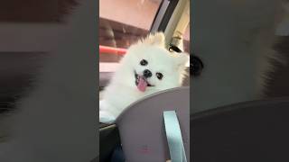 Cute Pomeranian Puppies are in the car 🐶🐶 pomeranian puppy pets animals cutedog teacup [upl. by Margi]