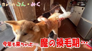 今年も来ちゃった… 「魔の換毛期…」 今日のごん・みく♡ 秋田犬【ごん・みく チャンネル】 [upl. by Gothart786]