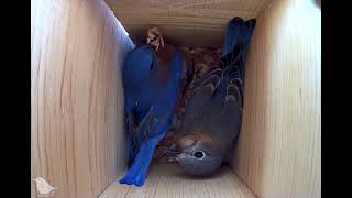 Eastern Bluebirds checking nestbox [upl. by Tfat]