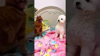 The cat punches the dog in the headcat funnyanimals funnycats kitten funnypets [upl. by Diet658]