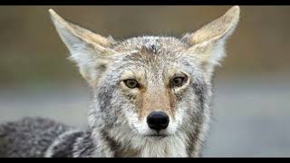 COYOTES Canis latrans Documental de coyotes Coyotes Curiosidades [upl. by Reimer]