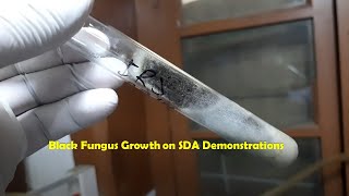 Black mould on Sabouraud dextrose agar Demonstration [upl. by Ytok]