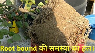 How to repot a root bound plant in the same pot in Hindi [upl. by Kirtap705]