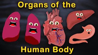 Organs of the Human Body Songs  Anatomy Education Songs [upl. by Atwekk]