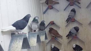 TIPPLERS 2018 PIGEON PELLUMBAT [upl. by Sheeran]