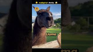 இந்த விலங்குகள் எதனால இந்த மாதிரி பண்ணுதுங்க  Llama Spitting on Human  Animal Voiceover Tamil [upl. by Amar839]