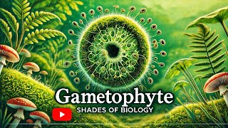 Gametophyte VS Sporophyte Part  1 l NEET l CBSE l Plant Kingdom [upl. by Anatolio]