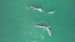 Mating Behavior of IndoPacific Humpback Dolphins [upl. by Eilsek807]