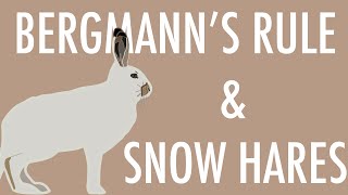 60 Second Zoology  Snow Hares And Bergmanns Rule [upl. by Eveiveneg]