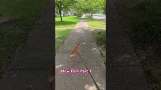 How to film Part 1 chiweeniedog chiweenie howtoviralshortvideo [upl. by Pol]