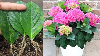 How to grow hydrangea with leaves I With 100 success [upl. by Intruoc]