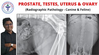 Genital System  Radiology  Lecture 05 [upl. by Houghton]