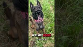 Ep 2 elle abandonne son chien  Mise en scène sensibilisation dogshorts chien malinois k9 [upl. by Kwapong]