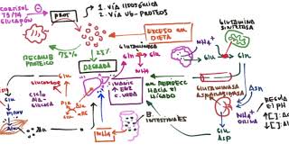 Ciclo de la Urea ornitina [upl. by Oguh]