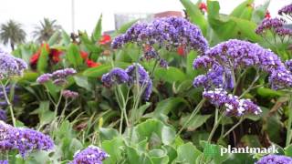 Limonium perezii Sea Lavender at Plantmark Wholesale Nurseries [upl. by Ttocs119]