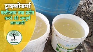 ट्राइकोडर्मा मल्टीप्लाय तथा प्रयोग करने की सम्पूर्ण बिधि How to multiply liquid trichoderma viride [upl. by Ydwor]