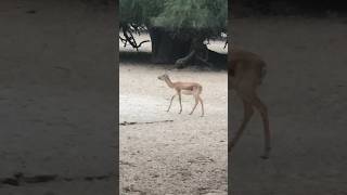 Looking for mother viral blackbuck deer shorts [upl. by Ecyaj720]