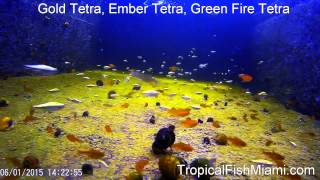 Gold Tetra Ember Tetra Green Fire Tetra Underwater [upl. by Sigismondo]